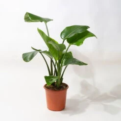 Strelitzia, Topf-Ø 21 Cm, Höhe Ca. 70-100 Cm