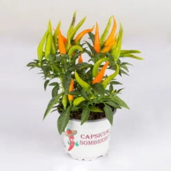 Capsicum 'Hup Hup', Topf-Ø 10,5, 6er-Set