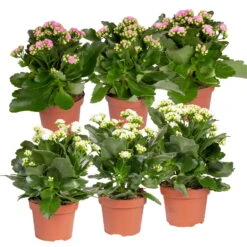 Kalanchoe 'Calandiva'®, Weiß & Rosa, Topf-Ø 12 Cm, Höhe Ca. 20-30 Cm, 6er-Set