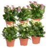Kalanchoe 'Calandiva'®, Weiß&violett, Topf-Ø 12 Cm, Höhe Ca. 20-30 Cm, 6er-Set