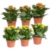 Kalanchoe 'Calandiva'®, Gelb&orange, Topf-Ø 12 Cm, Höhe Ca. 20-30 Cm, 6er-Set