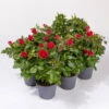 Rose Patio, Rot, Topf-Ø 13 Cm, 6er-Set