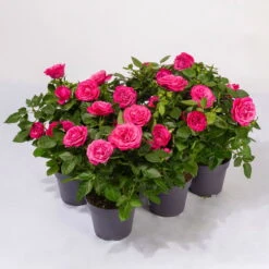 Rose Patio, Pink, Topf-Ø 13 Cm, 6er-Set