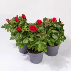 Rose Patio, Rot, Topf-Ø 13 Cm, 3er-Set