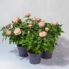 Rose Patio, Rosa, Topf-Ø 13 Cm, 3er-Set