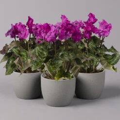 Alpenveilchen, Lila, Gefranst, Topf-Ø 10,5 Cm, Höhe Ca. 23 Cm, 6er-Set