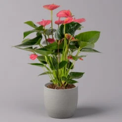 Flamingoblume, 'Pink Champion', Pink, Topf-Ø 14 Cm, Höhe Ca. 50 Cm