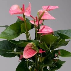 Flamingoblume 'Pink Champion', Pink, Topf-Ø 17 Cm, Höhe Ca. 55 Cm