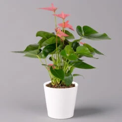 Flamingoblume Pink, Inkl. Übertopf Dallas Weiß, Topf-Ø 12 Cm, Höhe Ca. 30 Cm