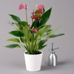 Flamingoblume 'Karma Purple' Purple, Inkl. Übertopf Dallas Weiß, Topf-Ø 12 Cm