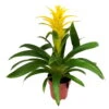 Guzmania 'Diana', Gelb, Topf-Ø 12 Cm, Höhe Ca. 50 Cm