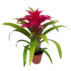 Guzmania 'Deseo Pink', Pink, Topf-Ø 12 Cm, Höhe Ca. 45 Cm