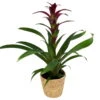 Guzmania 'Indian Night', Lila, Topf-Ø 12 Cm, Mit Korb Maki, Höhe Ca. 50 Cm
