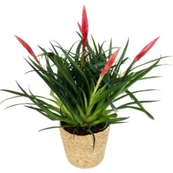 Vrisea Multiflora 'Astrid', Rot, Topf-Ø 12 Cm, Mit Korb Maki, Höhe Ca. 50cm