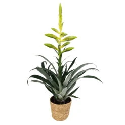 Tillandsia Oerstediana, Topf-Ø 12 Cm, Mit Korb Maki, Höhe Ca. 50 Cm