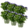 Glockenblume 'Like Mee'®, Blau, Topf-Ø 10,5 Cm, Höhe Ca. 15 Cm, 6er-Set