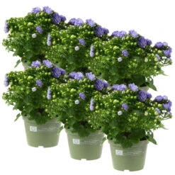 Glockenblume 'Like Mee'®, Blau, Topf-Ø 10,5 Cm, Höhe Ca. 15 Cm, 6er-Set