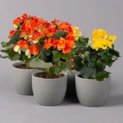 Elatior-Begonie, Topf-Ø 14 Cm, Gelb & Orange, Höhe Ca. 20-27 Cm, 4er-Set