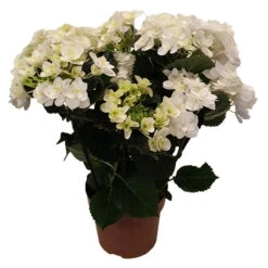Hortensie 'Double Dutch', Weiß, Topf-Ø 14 Cm, Höhe Ca. 40 Cm
