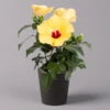 Hibiskus, Gelb, Mit Keramiktopf Dallas Anthrazit, Topf-Ø 13 Cm, Höhe 35 Cm