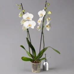 Schmetterlingsorchidee Weiß, 2 Rispen, Topf-Ø 12 Cm, Höhe Ca. 60 Cm