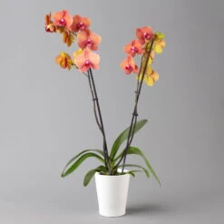 Schmetterlingsorchidee, Inkl. Keramiktopf, Orange, Topf-Ø 12cm, Höhe Ca. 60 Cm