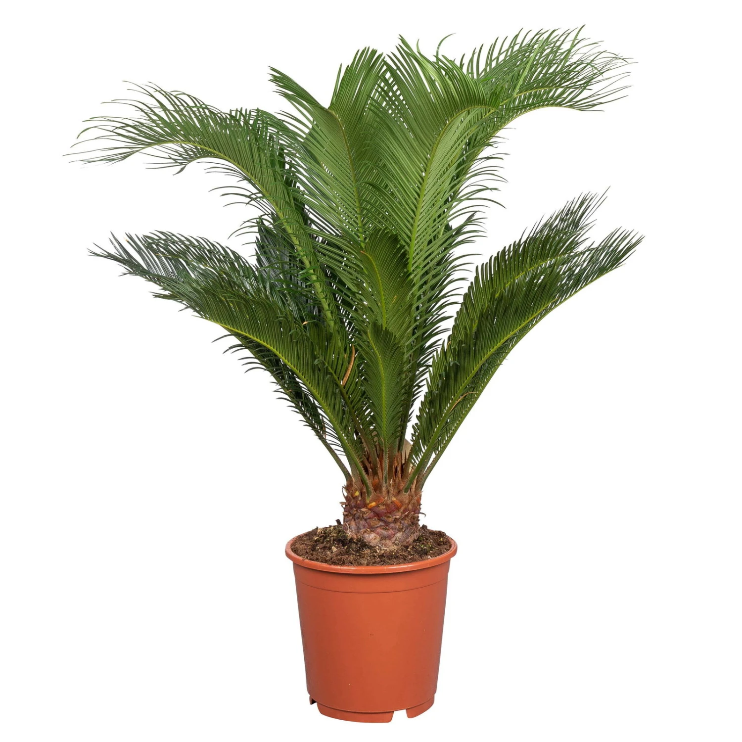 Palmfarn, Topf-Ø 24 Cm, Höhe Ca. 70-90 Cm – Bild 2
