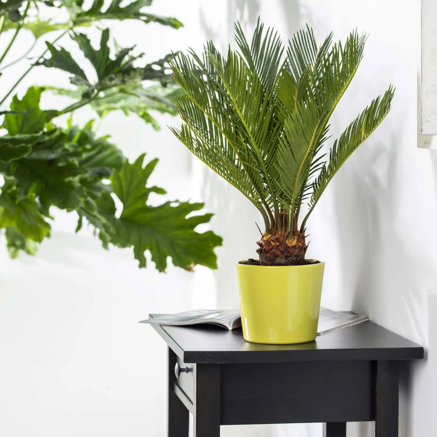 Palmfarn, Topf-Ø 24 Cm, Höhe Ca. 70-90 Cm – Bild 4