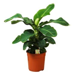 Bananenpflanze 'Dwarf Cavendish', Topf-Ø 27 Cm, Höhe Ca. 100 Cm