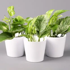 Efeutute 'Marble Queen' Inkl. Topf Weiß, Topf-Ø 12 Cm, Höhe Ca. 15 Cm, 3er-Set