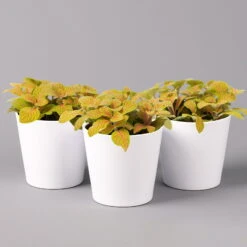 Fittonia 'Skeleton' Inkl. Keramiktopf Dallas Weiß, Topf-Ø 12 Cm, 3er-Set