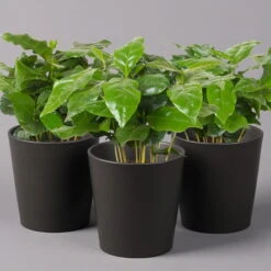 Kaffeestrauch Mit Keramiktopf Anthrazit, Topf-Ø 12cm, Höhe Ca. 25 Cm, 3er-Set