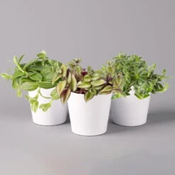 Dreimasterblume In Keramiktopf Weiß, Nach Verfügbarkeit, Topf-Ø 12 Cm, 3er-Set