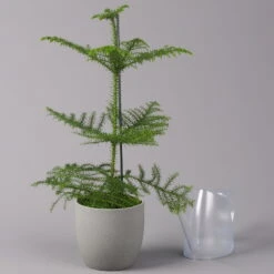 Zimmertanne, Topf-Ø 17 Cm, Höhe Ca. 45 Cm