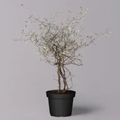 Zickzackstrauch, Topf-Ø 11 Cm, Höhe Ca. 20 Cm, 3er-Set