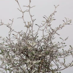 Zickzackstrauch, Topf-Ø 19 Cm, Höhe Ca. 70 Cm