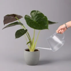 Alocasia 'Wentii', Topf-Ø 17 Cm, Höhe Ca. 60 Cm