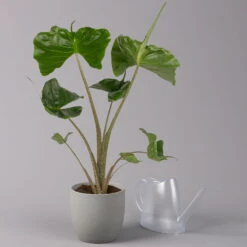 Alocasia Macrorrhiza 'Stingray', Topf-Ø 17 Cm, Höhe Ca. 60 Cm