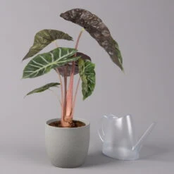 Alocasia Baginda 'Pink Dragon', Topf-Ø 17 Cm, Höhe Ca. 65 Cm