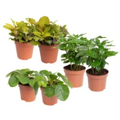 Grünpflanzen Trend-Mix Für Sonnig/halbschattige Standorte, Topf 12 Cm Ø