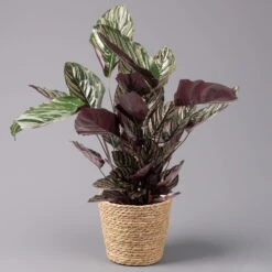 Calathea Ornata Mit Dekokorb Osaka, Topf-Ø 19 Cm, Höhe Ca. 65-85 Cm