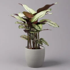 Calathea Majestica 'Whitestar', Topf-Ø 19 Cm, Höhe Ca. 60-80 Cm
