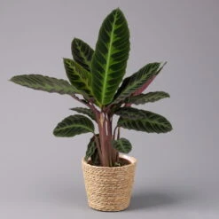 Calathea Warscewiczii Mit Dekokorb Osaka, Topf-Ø 19 Cm. Höhe Ca. 70 Cm