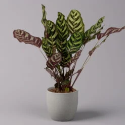 Calathea Makoyana, Topf-Ø 17 Cm, Höhe Ca. 45 Cm