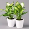 Dieffenbachie 'Camilla' Mit Keramiktopf Dallas Weiß, Topf-Ø12cm, 2er-Set