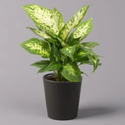 Dieffenbachie 'Compacta' Mit Keramiktopf Dallas Anthrazit,Topf-Ø12cm, Höhe 25cm