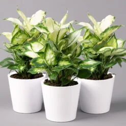 Dieffenbachie 'Cool Beauty' Mit Keramiktopf Dallas Weiß,Topf-Ø12cm, 3er-Set