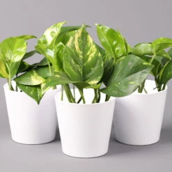 Efeutute Mit Keramiktopf Dallas Weiß, Topf-Ø 12 Cm, Höhe Ca. 15 Cm