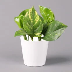 Efeutute Mit Keramiktopf Dallas Weiß, Topf-Ø 12 Cm, Höhe Ca. 15 Cm