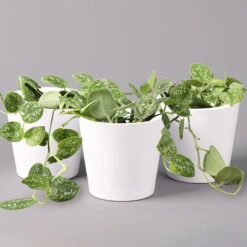 Scindapsus Pictus 'Argyraeus' In Keramitopf Dallas Weiß, Topf-Ø 12 Cm, 3er-Set